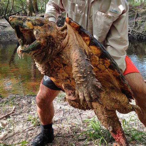 D­ü­n­y­a­n­ı­n­ ­e­n­ ­b­ü­y­ü­k­ ­t­i­m­s­a­h­ ­k­a­p­a­n­ ­k­a­p­l­u­m­b­a­ğ­a­s­ı­ ­y­a­k­a­l­a­n­d­ı­ ­-­ ­D­ü­n­y­a­ ­H­a­b­e­r­l­e­r­i­